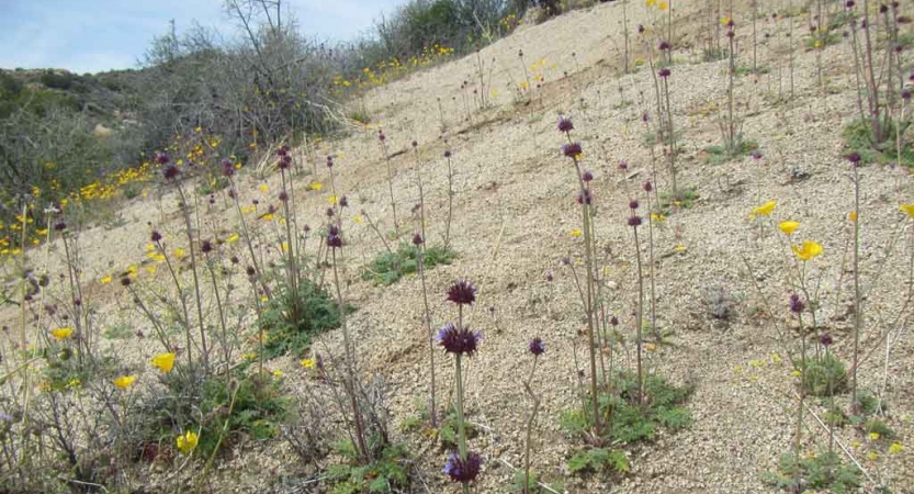 wildflowers in joshua tree national park on outward bound veterans course